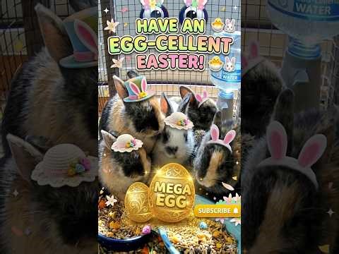 🐰 LIVE Bunny Cam 🌷 Easter 2026 ✝️ Peaceful • Relaxing 📱