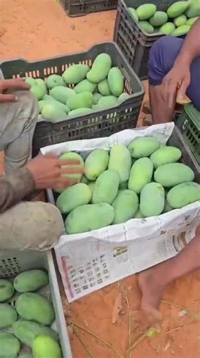 Fresh Mango Packing Process 2025 | AARON FRESH FRUITS