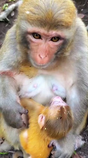 4.2K views · 25 reactions | Hungry monkey . . #monkeys #monkey #birds #monkeysofinstagram #animals #wildlife #nature #pet #pets | Monkeys China | Facebook