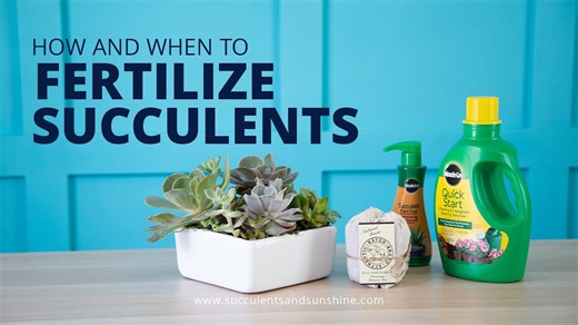 Boost Your Succulents: The Best Fertilizers and When to Apply Them