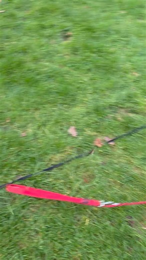 Wee Wolfie teaching the youngest member of 'Taz's Dugs' how to play. Oscar adores Wolfie, they're getting on so well, absolutely love seeing this. 😁🤗😍 | Taz the Dug Walker