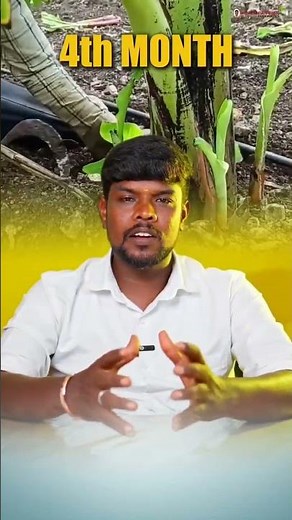 🍌 Banana Farming Tips 🌱 Easy Methods for High Yield | Best Agriculture Guide #bananafarming #farming