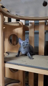 Playtime at its finest — Meet our Devon Rex kittens at Noble Whiskers Devon Rex Cattery. With curly coats, big ears, and loving natures, our Devon Rex cats bring joy to every home. We raise healthy, beautiful kittens for families and cat lovers. #DevonRex #DevonRexCat #DevonRexCats #DevonRexKitten #DevonRexKittens #DevonRexCattery #RexCats #CatBreeder #CatLovers #CatVideo #CatsofInstagram #NobleWhiskers | Noble Whiskers Devon Rex Cattery | Facebook