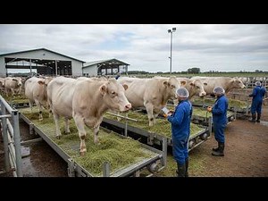 Inside Australia's Massive Beef Export Empire: 9.1 Million Cattle Processed