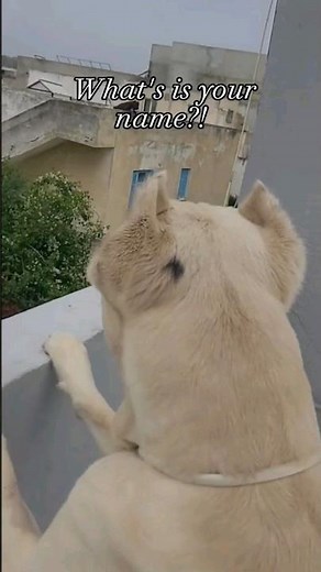 Tony Vs Ezikiel "What's your Name" Funny Dog #shorts