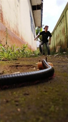 Pray before sleeping, and all of our beautiful dreams will truly come true#pillmillipede