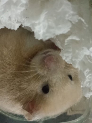 Cuidado adecuado para tu hámster: consejos y tips