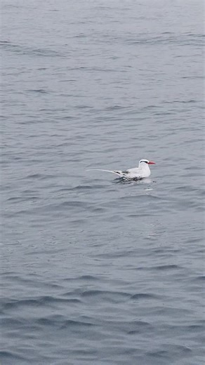 Patricio Ortiz ⚓ on Instagram: "“Ver al ave del trópico de pico rojo tan de cerca es un privilegio poco común. Que se acerque, se ponga frente a ti y te mire, dándote la oportunidad de grabarla, no pasa todos los días. Eso es tener buenas vibras. Y todo esto —y mucho más— se vive con @turismo_arcadenoe Ven, visítanos y vive la experiencia junto a nosotros.”"
