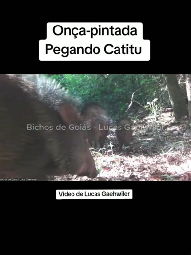 Onça-Pintada Caçando Catitu na Amazônia