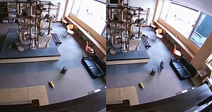 Surveillance Video Shows Cats Reacting Before Massive Earthquake in Japan