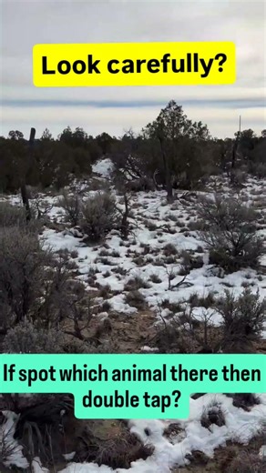 when you spot animal write name here? #animal #spot #animaliq #animalquiz #uk #usa #animalshorts