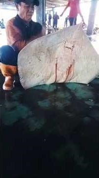 stingray skinning ‼️