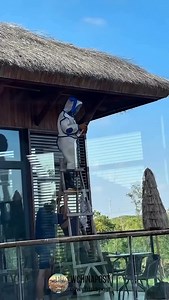 256K views · 1.8K reactions | Removing wasp using fire was a bad idea. @wchinapost | Chief Miller | Facebook