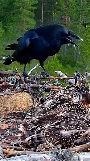 460K views · 1.7K reactions | The raven come back and killed one chick. | Million Viewer | Facebook