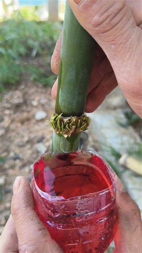 Techniques for Bamboo Cuttings