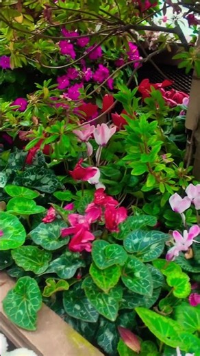 Hello my lovrly🌸🩷Singapore flower dome❤️#orchid #flowers #youtubeshortsvideo