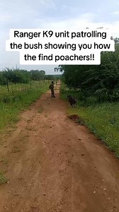 Ranger K9 unit patrolling the bush and showing you how they find poachers!! #foryou #rangers #dogs #k9unit #patrol #bush #poachers #wildlife #antipoaching #apu #wildlifeprotection #conservation #southafrica #viral #foryoupage #fyp #fy #reels #reelsfb #reelsvideo #reelsinstagram #reelsviral | Nick Duranty