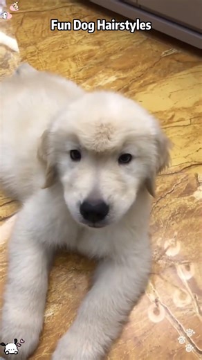 Dog has a new hairstyle 💇‍♀️ #dogsoftiktok #dogtok #dog #dogs #funnyvideos #funny #pet #doglife