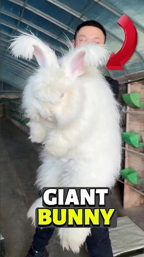 GIANT Bunny: The Rabbit That’s Bigger Than Your Dog