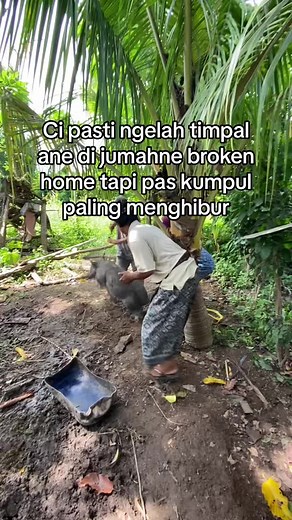 Tapping Palm Trees for Sap Collection in Tropical Settings