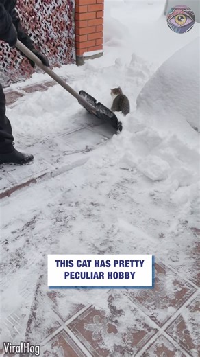 2.5M views · 17K reactions | Brave cat riding snow shovel | Bright Side | Facebook