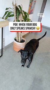 30K views · 195 reactions | How to learn languages (doggy style)  | Memezar | Facebook