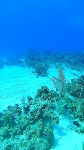 146K views · 7.3K reactions | These two fish are kissing | I Love The Ocean | Facebook