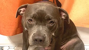 Mama dog was sad and lonely in shelter. Someone gave her a new life. We interviewed instagram.com/shebathestaffy for this video produced exclusively by GeoBeats. | GeoBeats Animals