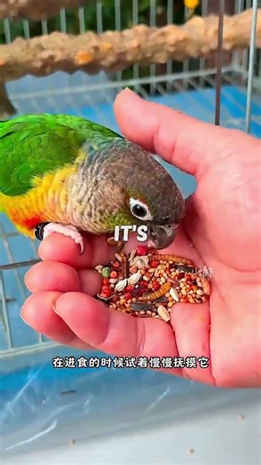 New Parrot Training Guide 🦜 Easy Tips for First Time Owners