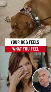 I help someone whose emotional state makes it difficult to lead their dogs. 🐶💔 As we work together, a tragic personal history begins to surface—and it becomes clear how unresolved pain can affect energy, confidence, and leadership. Dogs feel what we feel. Healing the human is often the first step to helping the dog. 👉 Watch the full episode of Better Human Better Dog on my YouTube channel! Ayudo a una persona cuyo estado emocional le dificulta liderar a sus perros. 🐶💔 A medida que trabajamo