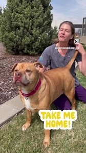 Adopt Buddy! He is a staff favorite which means his adoption fee is 50% off! View his adoption profile on our website at www.denveranimalshelter.org and come to meet him! | Denver Animal Shelter