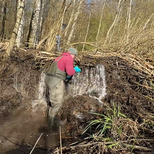 288K views · 1.3K reactions | 100 Foot Beaver Dam Removal, Exploring the Pond and Relocating Beavers 3MIN | DIY & Crafts | Facebook