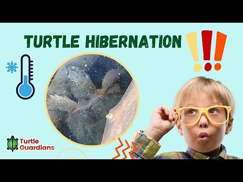 Turtle Hibernation: Brumation!
