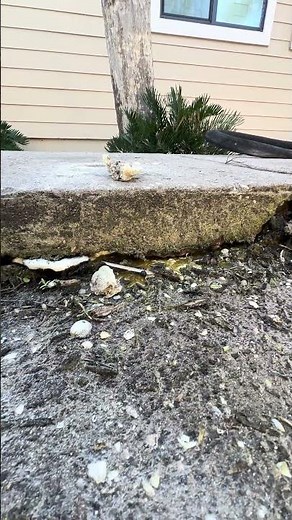Easy Void Filling with Foam Stops Sinking Concrete Free Estimate (727) 537-6025