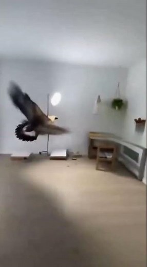 Crazy bird 🫣 #funny #memes #trending #trendingshorts #hilarious #birds #viral #ai #brainrot