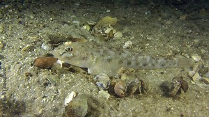 Monkey goby, near which a large number of crawling hermit crabs, medium shot.