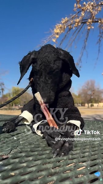 Violet's Remarkable Weight Gain Journey: 4.7 Pounds Up