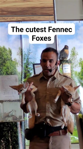 The cutest Fennec Foxes! #Foxes #fox #fennecfox #zoo | Joseph Rudy Rullo