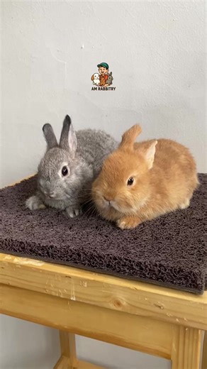 Sepasang Netherland Dwarf, Chincilla n Oren . #kelinci #kelincihias