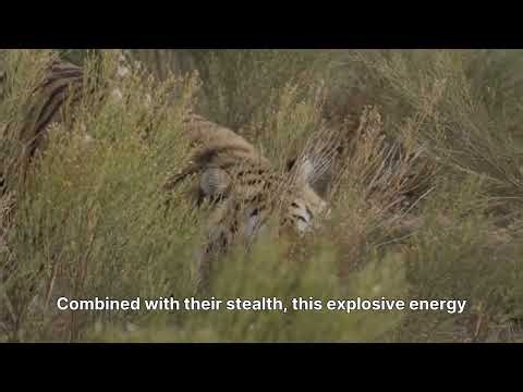 Tiger Hind Legs Act Like Coiled Springs: Here's Why