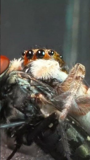 JUMPING SPIDER's INCREDIBLE HUNTING Skills in ACTION! #shorts #insects #nature