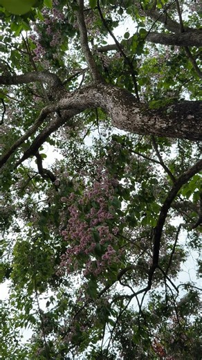 Lagerstroemia limii is often described online as "a multi-stemmed shrub or a small tree", which is a shining example of why it is so important to visit your local botanic garden to see the actual mature size of plants. Our tree was planted in 1999 and is currently as tall as the old loblolly pines. The flower show in spring is incredible! Lagerstroemia limii does not seed around like some of the hybrids, nor does it produce root suckers, so the maintenance is minimal. Would you add this tree to 