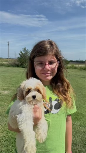 Chip the Cavapoochon - He is ready to go now! Who could resist such a sweetheart, crate and dog door trained. All of our puppies are well socialized, microchipped and we provide a health guarantee. Visit our website www.prairiehillpuppies.com or call us anytime 316-719-6202 for more information to add this special cavapoochon to your family today! #prairiehillpuppies #doodlesofinstagram #puppiesofinstagram #doodlepup #familycompanions #puppytiktok #puppylife #cavapoochon #cavapoochonpuppy #cavap