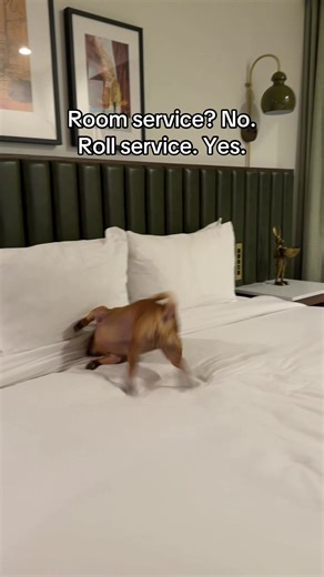 Peanut says: Five-star rolls only! ✨ #peanut #chug #dogsoftiktok #fyp #funny