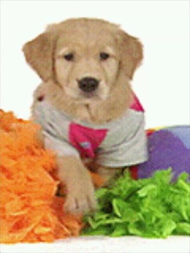 (FAKE/FICTIONAL) LG LX5460 (MetroPCS) - Startup and Shutdown (2003)