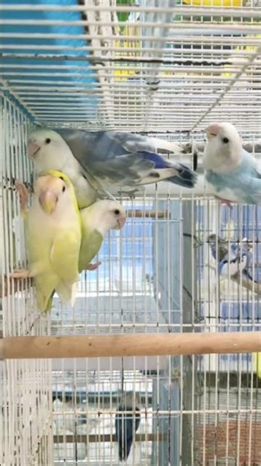 สวยๆ ใจละลาย #birds #เลิฟเบิร์ด #จตุจักรมีนบุรี