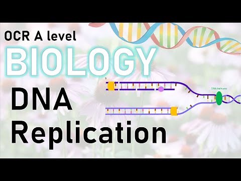 DNA Replication - A level Biology Revision