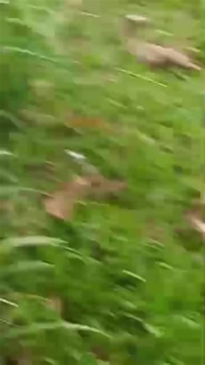 #fyp#what enis2k25 boys know how to do best 🥰😘 #enis2k25🤑😊