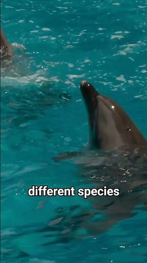 Why Are Dolphins So Playful with Humans? 🐬
