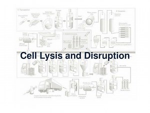 Cell Lysis and Disruption - SlideServe